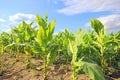 Tobacco Plants