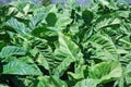 Tobacco plants with large green leaves
