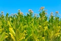 Tobacco plants with leaves, flowers and buds