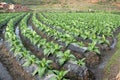 Tobacco Plants line upon line