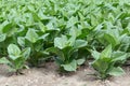 Tobacco plants in a field Royalty Free Stock Photo