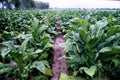 Tobacco plants with pink flowers in big Tobacco field. Cultivated tobacco plants. Virginia Tobacco leaves, Royalty Free Stock Photo