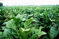 Tobacco plants with pink flowers in big Tobacco field. Cultivated tobacco plants. Virginia Tobacco leaves, Royalty Free Stock Photo