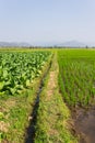 Tobacco Plants, Rice Field And Corn Royalty Free Stock Photo