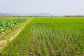 Tobacco Plants, Rice Field And Corn Royalty Free Stock Photo