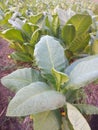 tobacco plants that thrive in the land