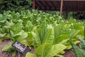 Upper Rhine Tobacco Museum in Mahlberg, Germany Royalty Free Stock Photo