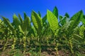 Tobacco in the plots.