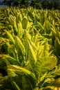 Tobacco ready for harvest in rural Lancaster County PA