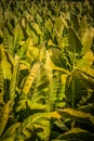 Tobacco ready for harvest in rural Lancaster PA