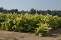 Tobacco ready to cut