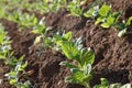 Tobacco Rows.