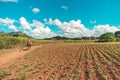 Tobacco sprouts grow in a row on a plantation in the Vinales valley, Cuba. Beautiful rural landscape. Cuban agriculture. Royalty Free Stock Photo