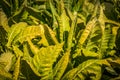 Tobacco to harvest in rural Lancaster County PA