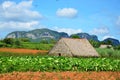 Tobaco farm in Vinales, Cuba