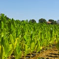 Tobbaco plantation in Tuscany.