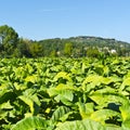 Tobbaco plantation in Tuscany