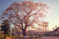 Toborochi Ceiba speciosa with its immense wingspan at dawn, in front of the church Concepcion, jesuit missions in the region of