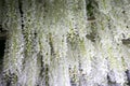 Tochigi,Japan May 5, 2016 :Closeup white blooming wisteria flowers field in japan