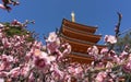 Tochoji Temple, Ume flowers blooming in Fukuoka, Japan