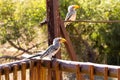 Tockus leucomelas from South Africa, Pilanesberg National Park