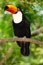 Toco toucan