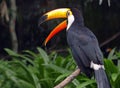 Toco toucan