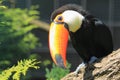 Toco toucan