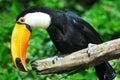 Toco toucan Royalty Free Stock Photo