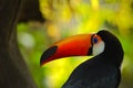 Toco Toucan, big bird with orange bill, in the nature habitat, orange beak in the dark forest, detail portrait of animal Royalty Free Stock Photo