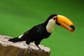 Toco Toucan Bird