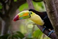 Toco Toucan Bird on branch in tree Royalty Free Stock Photo