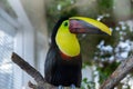 The Toco Toucan bird on a branch at zoo Royalty Free Stock Photo