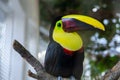 The Toco Toucan bird on a branch at zoo Royalty Free Stock Photo