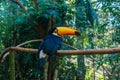 Toco Toucan Bird in Brazil Royalty Free Stock Photo