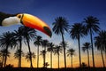 Toco toucan bird in tropical palm tree sunset sky