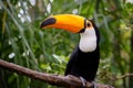 Toco Toucan Bird with Vibrant Colorful Beak Royalty Free Stock Photo
