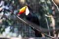 The toco toucan bird on the wood tree Royalty Free Stock Photo