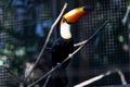 The toco toucan bird on the wood tree Royalty Free Stock Photo