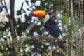 The toco toucan bird on the wood tree Royalty Free Stock Photo