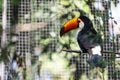 The toco toucan bird on the wood tree Royalty Free Stock Photo