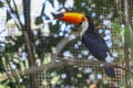 The toco toucan bird on the wood tree Royalty Free Stock Photo