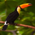 Toco toucan on branch. Zoo Karlsruhe, Germany, Europe