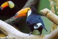 Toco toucan on branch. Colorful bird with big beak. Royalty Free Stock Photo