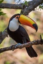 Toco toucan on branch with turned head