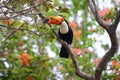 Toco Toucan