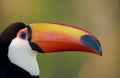 Toco toucan close up. Royalty Free Stock Photo