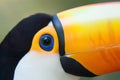 Toco Toucan close-up