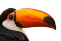 Toco Toucan Closeup isolated on white