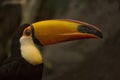 Toco toucan, common toucan, giant toucan Ramphastos toco.